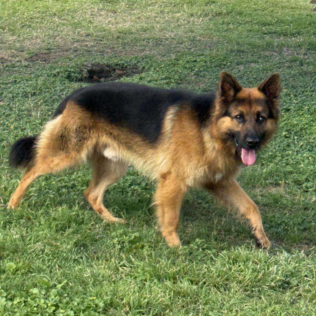 Zeus, a Adoptable German Shepherd Dog in Brenham, TX image 3/6