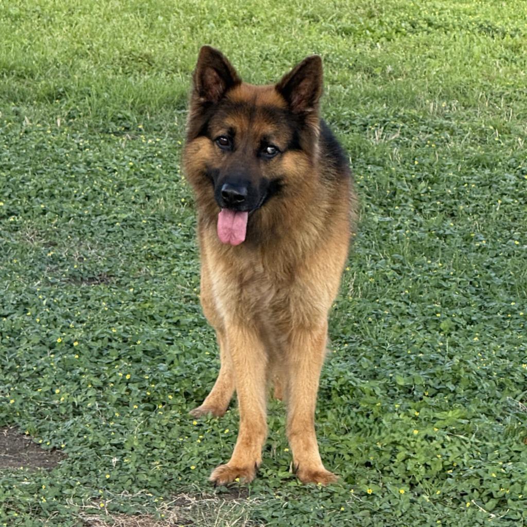 Zeus, a Adoptable German Shepherd Dog in Brenham, TX image 2/6