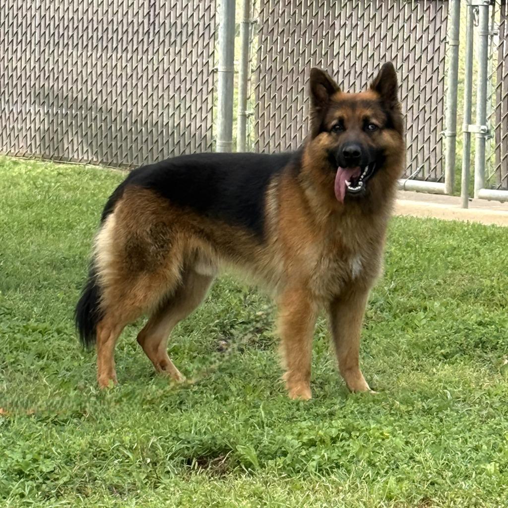 Zeus, a Adoptable German Shepherd Dog in Brenham, TX image 5/6