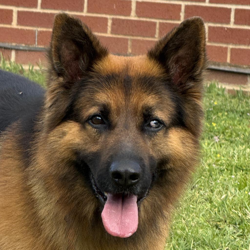 Zeus, Adoptable, Adult Male German Shepherd Dog.