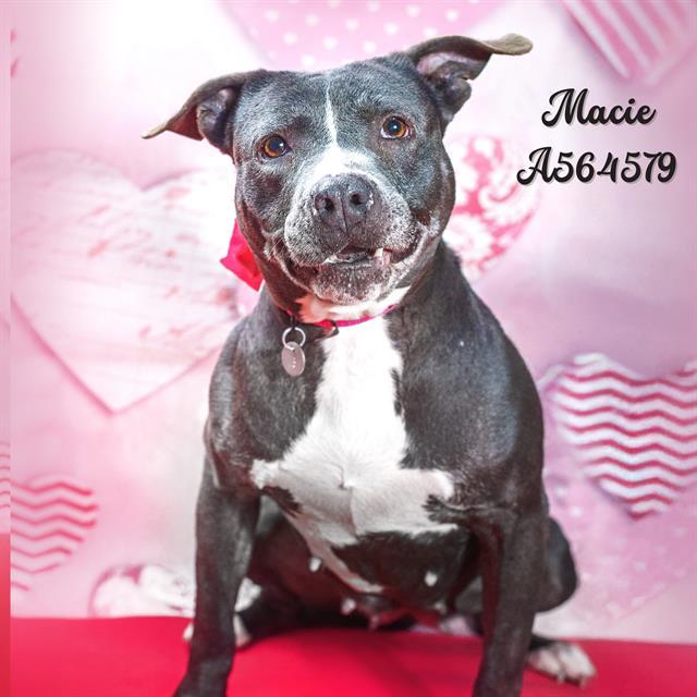 MACIE, Adoptable, Adult Female Pit Bull Terrier & Mixed Breed.