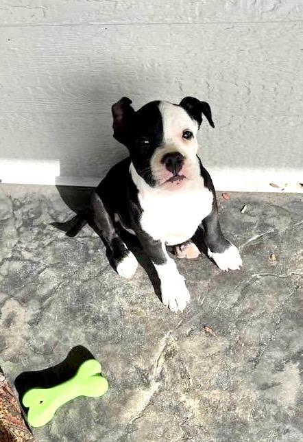 Enlarge Hank, an adopted mixed breed in Bonners Ferry, ID image 2/2