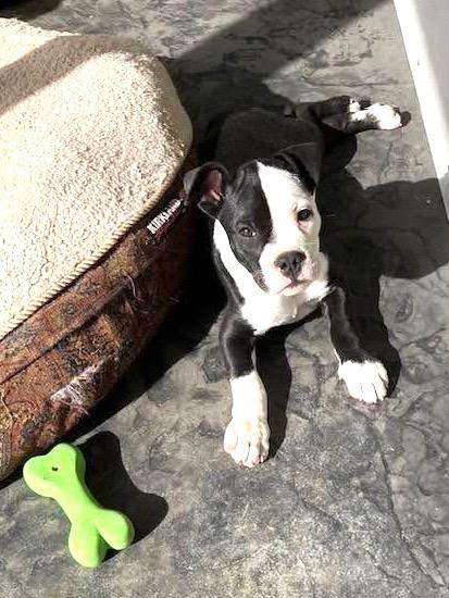 Hank, adopted, Puppy Male Mixed Breed.