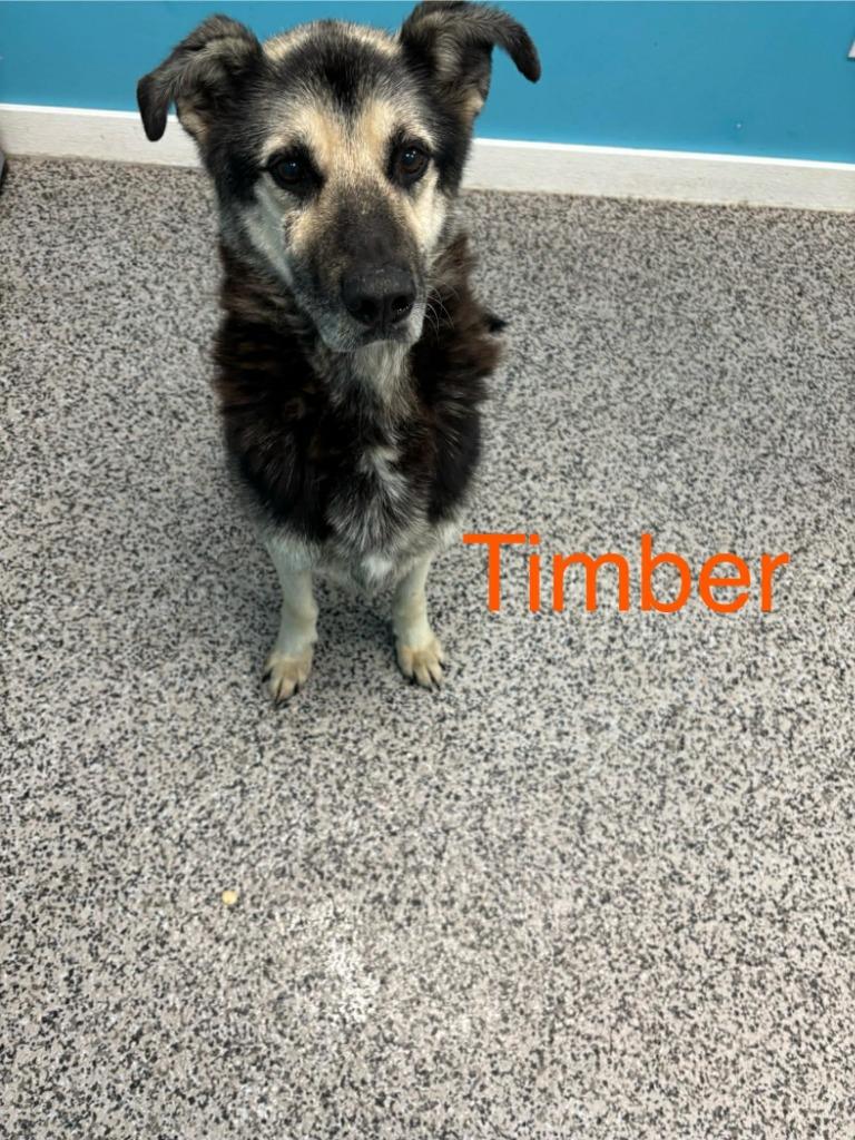 Timber, Adopted, Senior Male German Shepherd Dog.