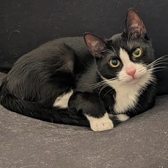 RAMBLE -- The Tilted Treasure