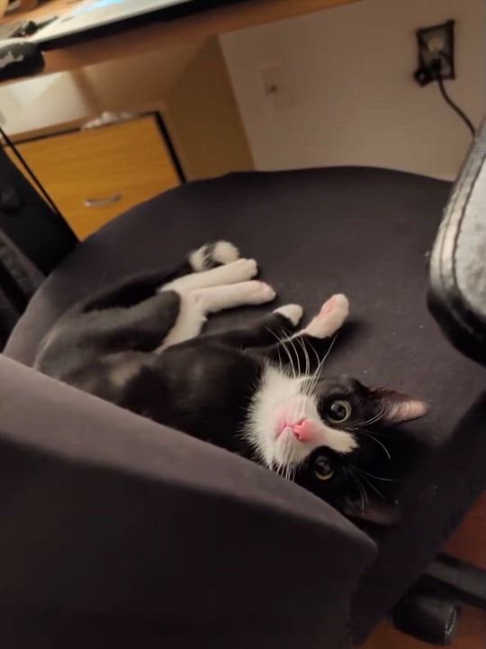 Enlarge RAMBLE -- The Tilted Treasure, a Adoptable mixed breed in New York, NY video 2/3