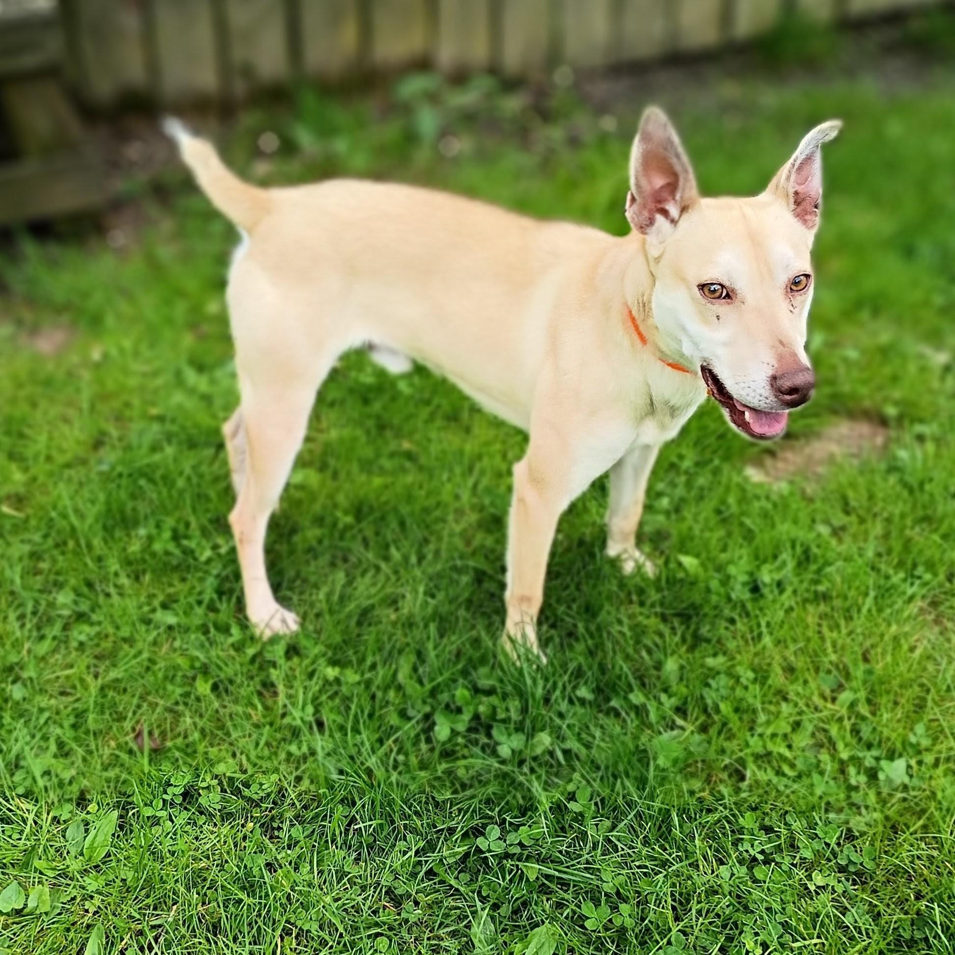 Enlarge Max, a ADOPTABLE mixed breed in Maynardville, TN image 2/2