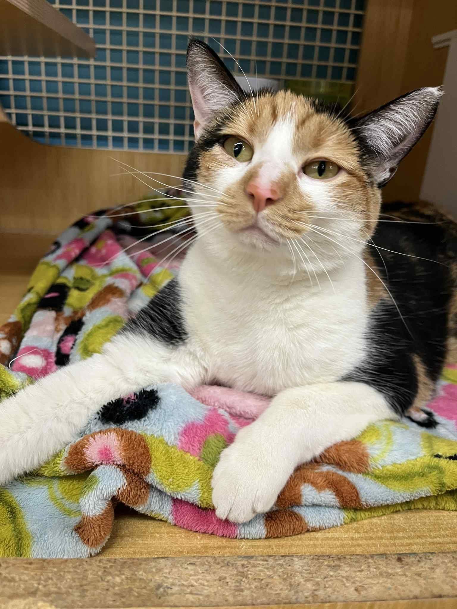 Taro, Adopted, Adult Female Domestic Short Hair.