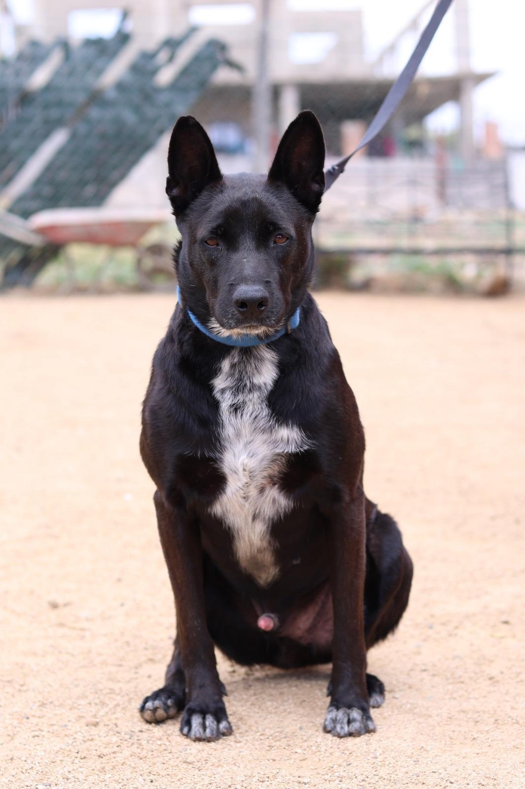 Enlarge cayetano, a Adoptable mixed breed in Tijuana, BCN image 5/6