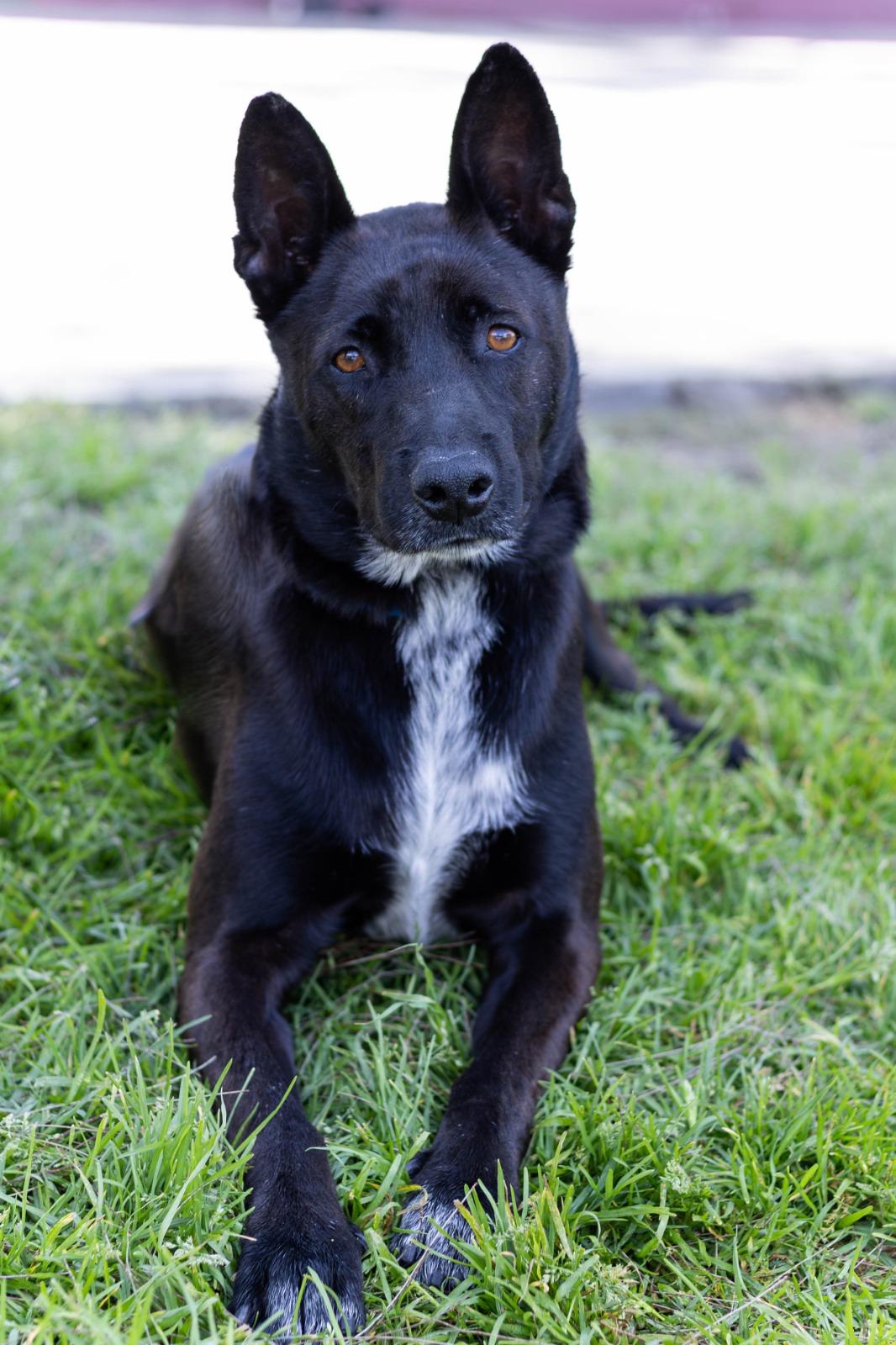 Enlarge cayetano, a Adoptable mixed breed in Tijuana, BCN image 3/6