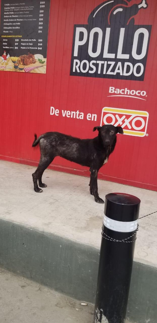 Enlarge cayetano, a Adoptable mixed breed in Tijuana, BCN image 6/6