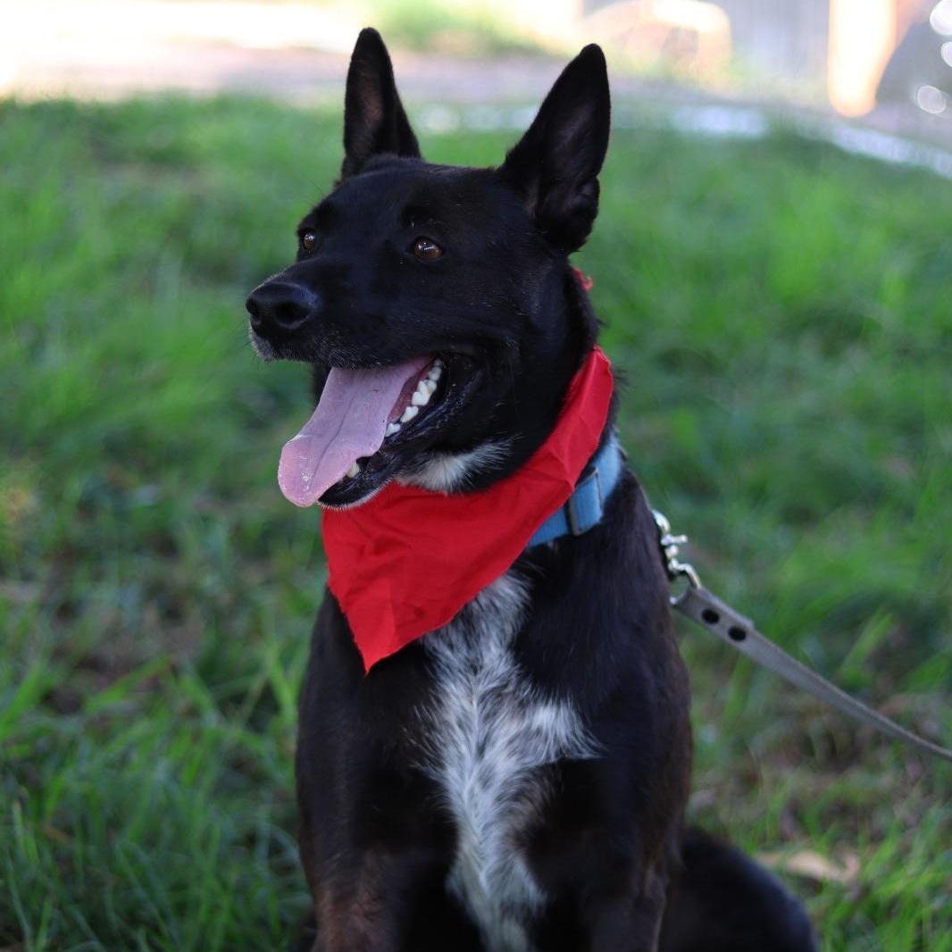 Enlarge cayetano, a Adoptable mixed breed in Tijuana, BCN image 4/6
