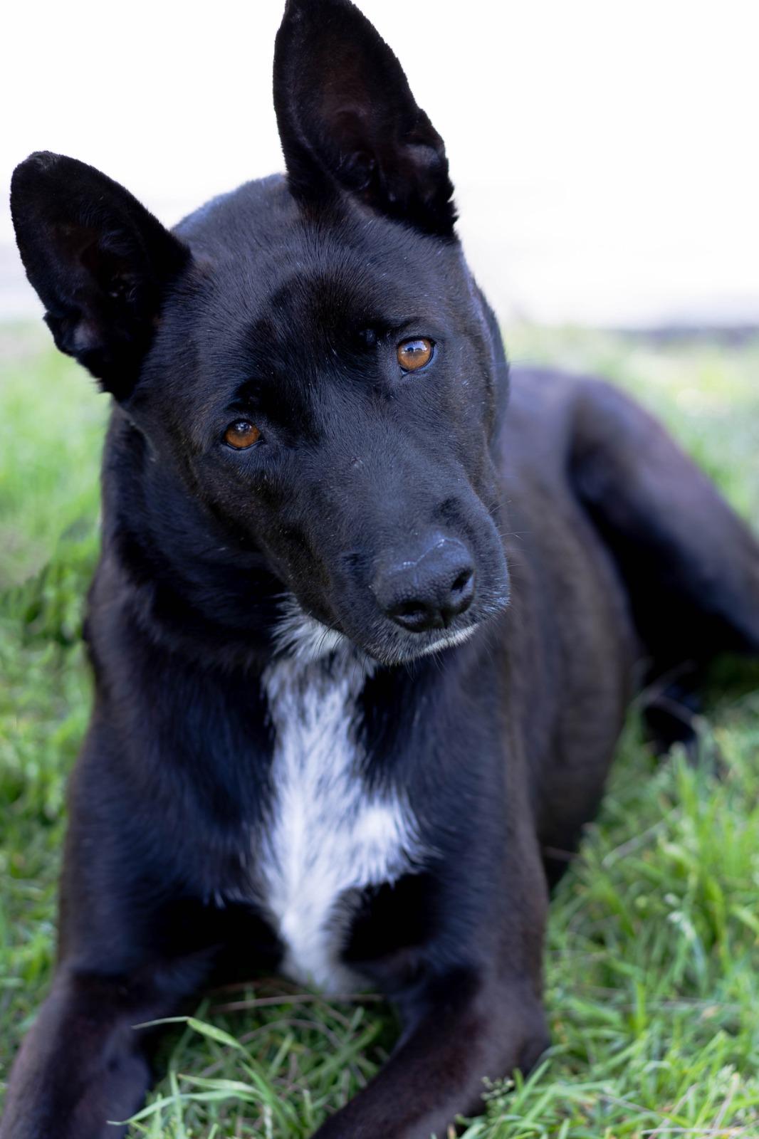 Enlarge cayetano, a Adoptable mixed breed in Tijuana, BCN image 2/6