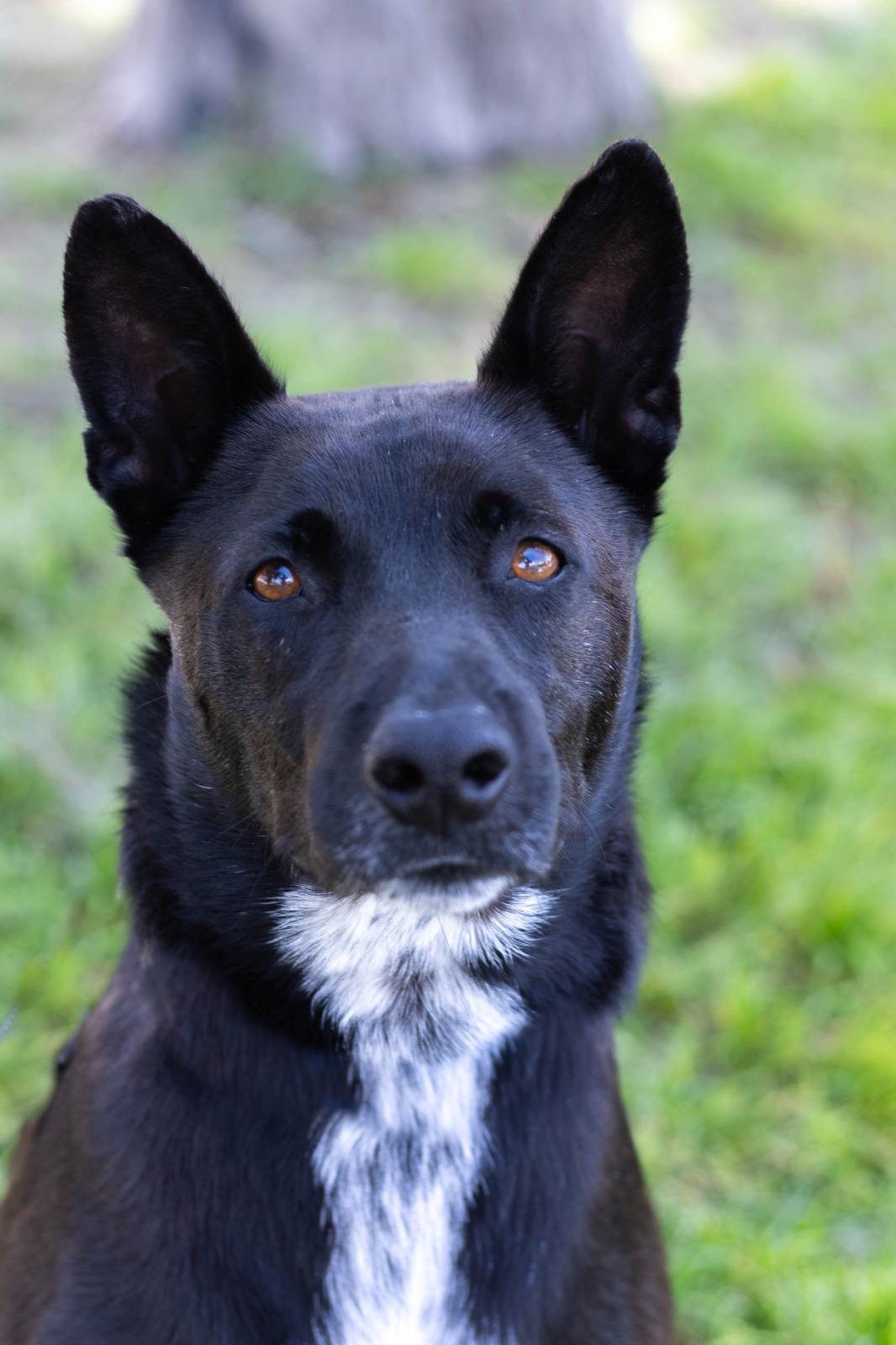 Enlarge cayetano, a Adoptable mixed breed in Tijuana, BCN image 1/6