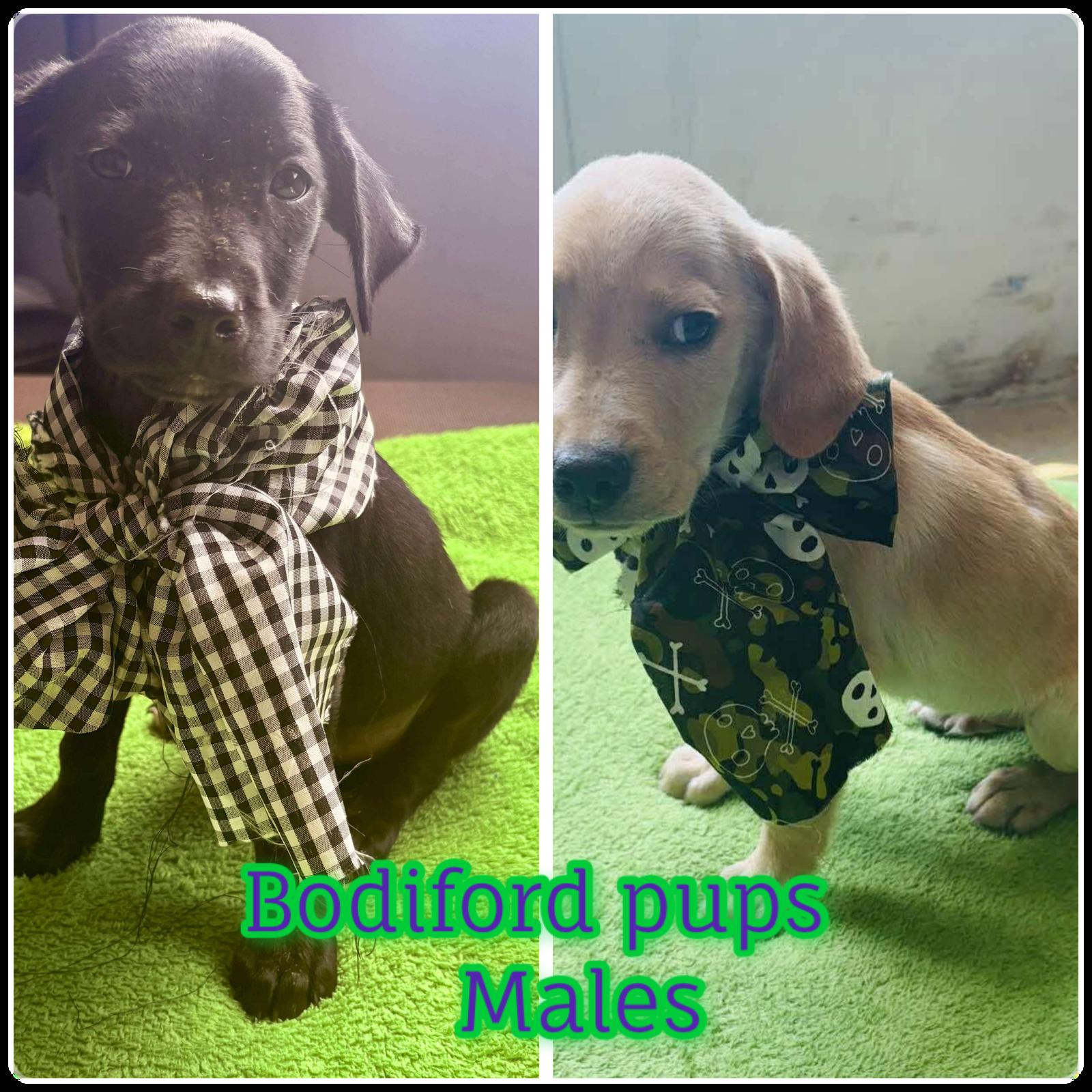 Bodiford Boys, Adopted, Puppy Male Labrador Retriever.