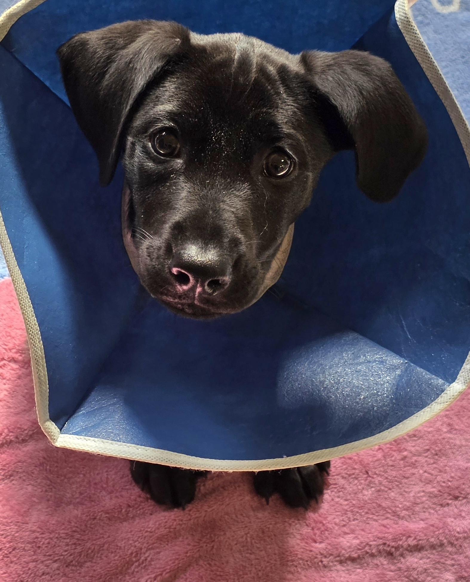 Enlarge Marge 3656, an adopted Black Labrador Retriever in Boca Raton, FL image 1/1
