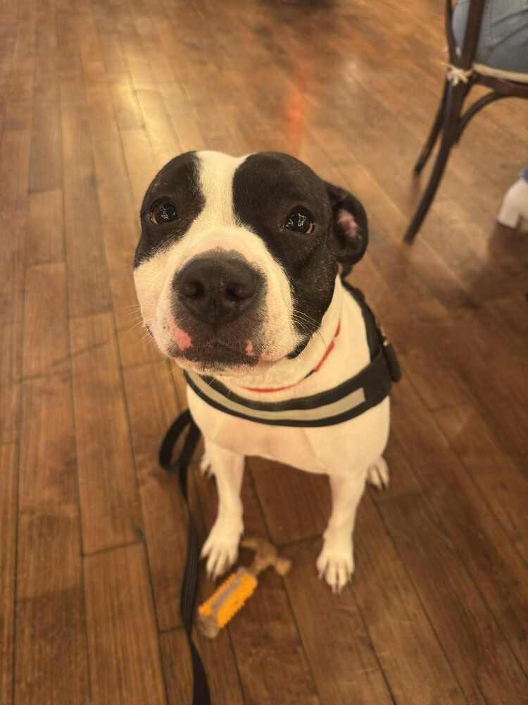 Jonesy (Joe), Adoptable, Adult Male Pit Bull Terrier.