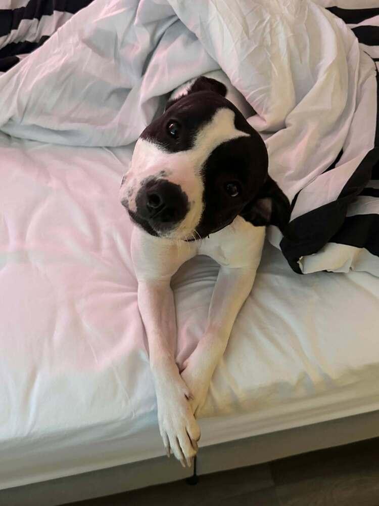 Enlarge Jonesy (Joe), a Adoptable mixed breed in Indianapolis, IN image 2/5