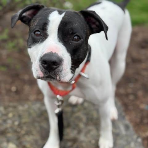 Enlarge Jonesy (Joe), a Adoptable mixed breed in Indianapolis, IN image 3/5