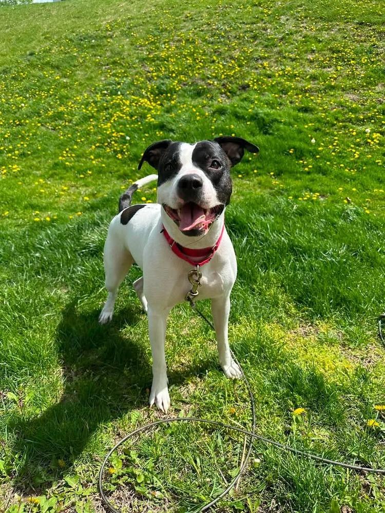 Enlarge Jonesy (Joe), a Adoptable mixed breed in Indianapolis, IN image 5/6