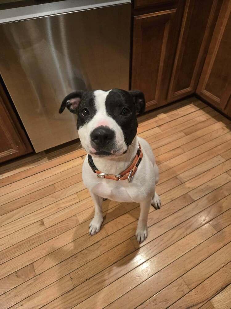 Enlarge Jonesy (Joe), a Adoptable mixed breed in Indianapolis, IN image 5/5