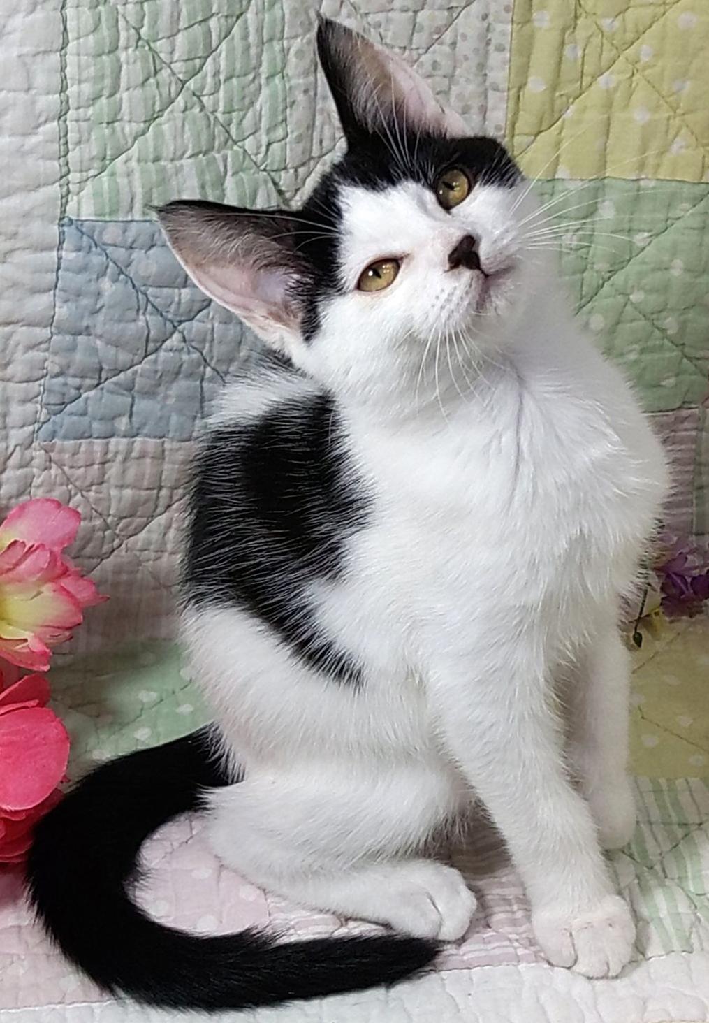 Poki, a ADOPTABLE Domestic Short Hair in Lake Oswego, OR image 1/2