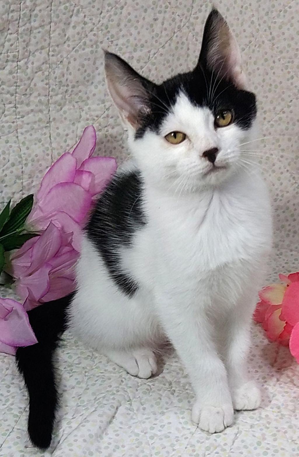 Poki, a ADOPTABLE Domestic Short Hair in Lake Oswego, OR image 2/2