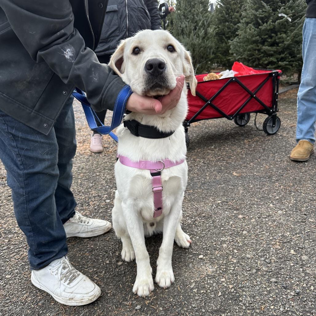 Akimbo, a Adoptable Labrador Retriever in West Chester, PA image 1/4