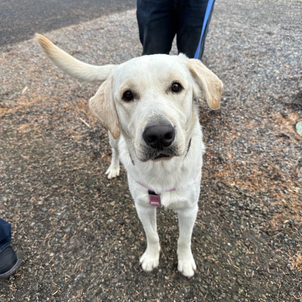 Akimbo, a Adoptable Labrador Retriever in West Chester, PA image 2/4