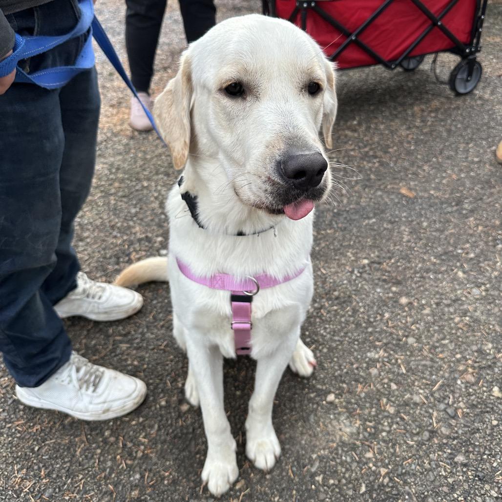 Akimbo, a Adoptable Labrador Retriever in West Chester, PA image 3/4