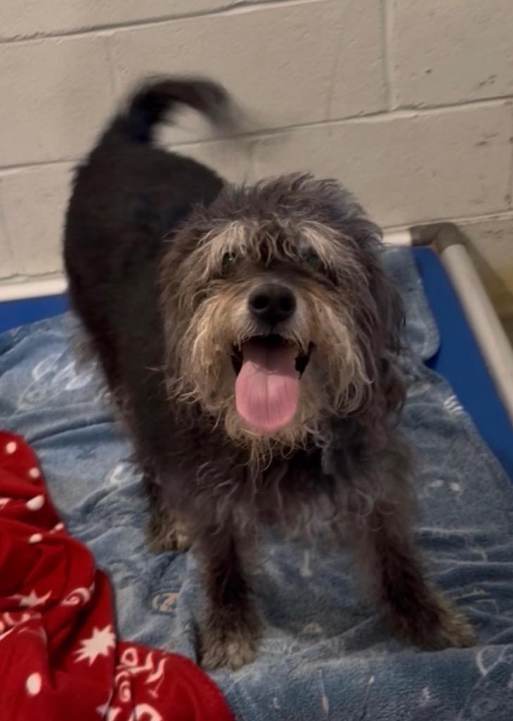 Enlarge Rango, a Adoptable mixed breed in Hampton, VA image 1/4