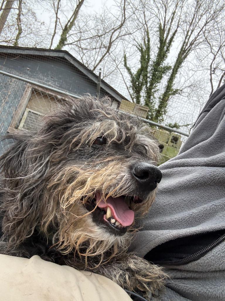 Enlarge Rango, a Adoptable mixed breed in Hampton, VA image 2/4