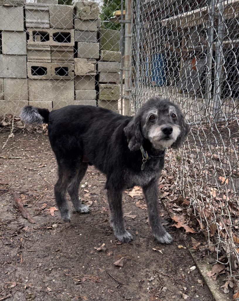 Enlarge Rango, a Adoptable mixed breed in Hampton, VA image 3/4