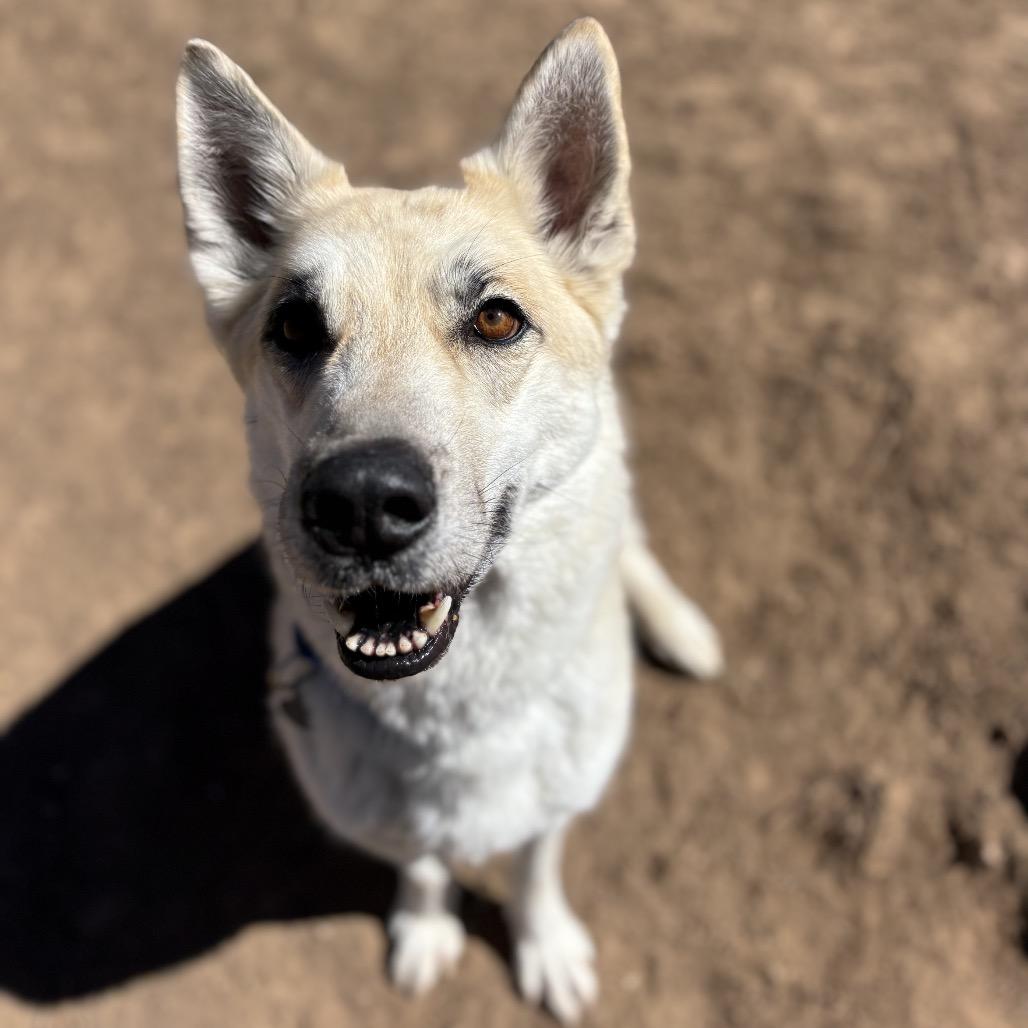 Enlarge Huckleberry, a Adoptable mixed breed in Durango, CO image 1/6
