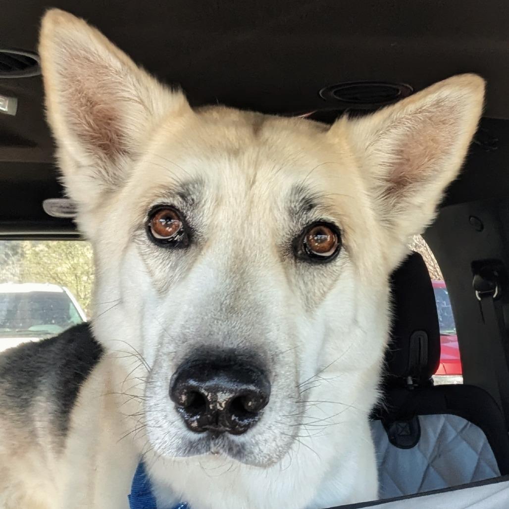 Enlarge Huckleberry, a Adoptable mixed breed in Durango, CO image 2/6