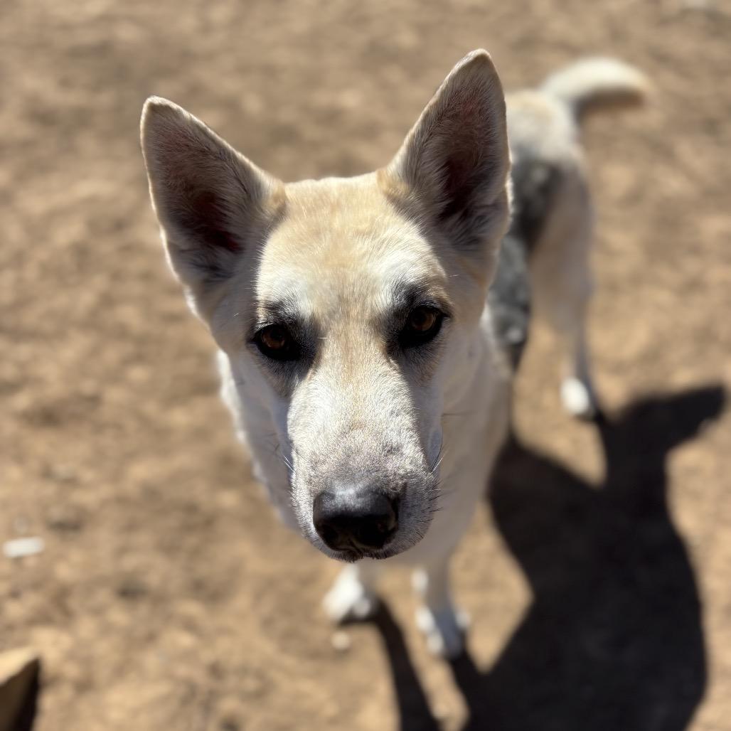 Enlarge Huckleberry, a Adoptable mixed breed in Durango, CO image 3/6