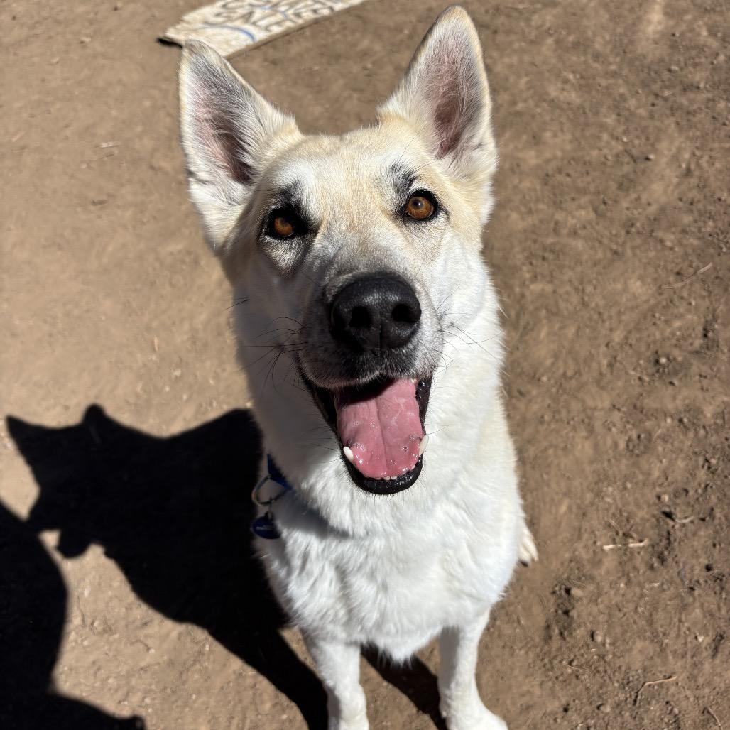 Enlarge Huckleberry, a Adoptable mixed breed in Durango, CO image 4/6