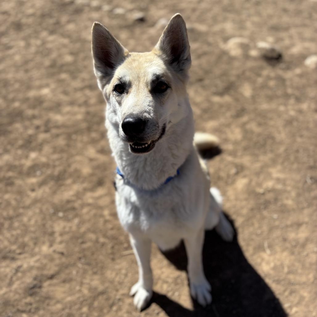 Enlarge Huckleberry, a Adoptable mixed breed in Durango, CO image 5/6