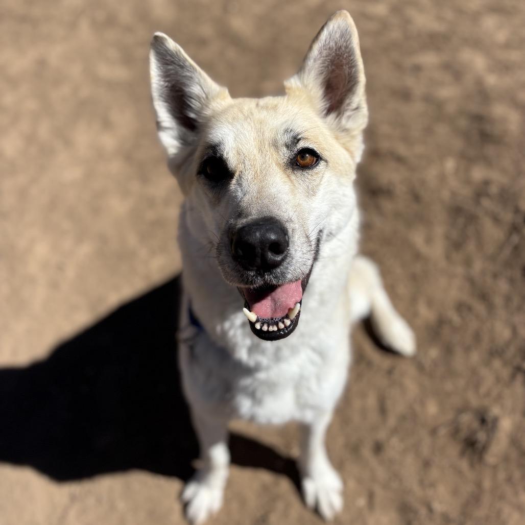 Enlarge Huckleberry, a Adoptable mixed breed in Durango, CO image 6/6