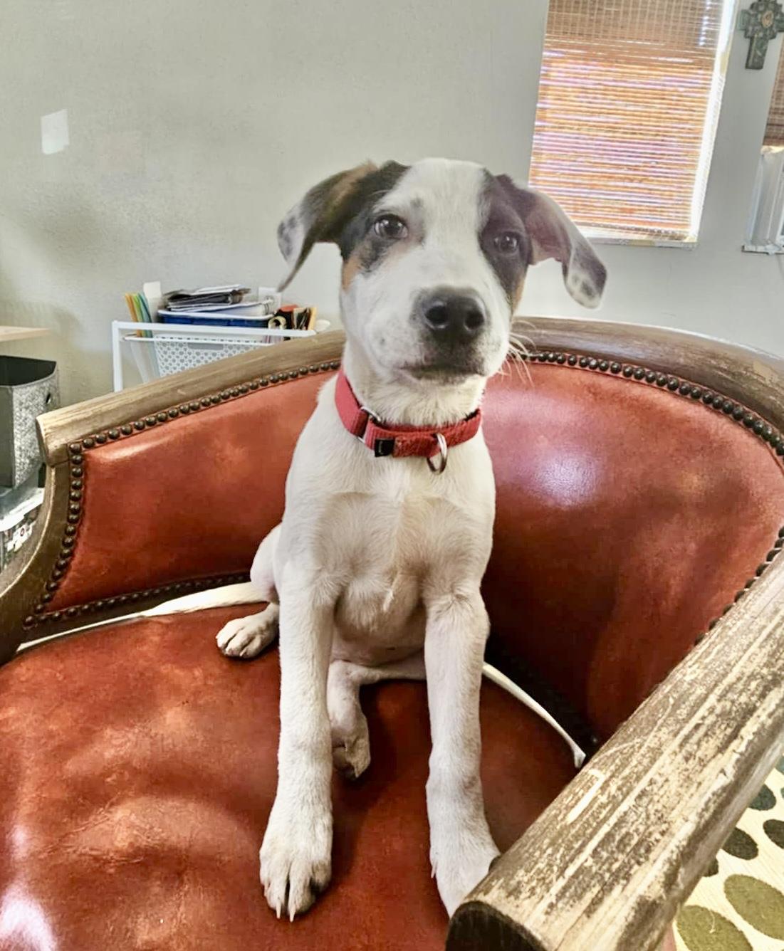 Enlarge Persy, a Adoptable mixed breed in Seattle, WA image 6/6