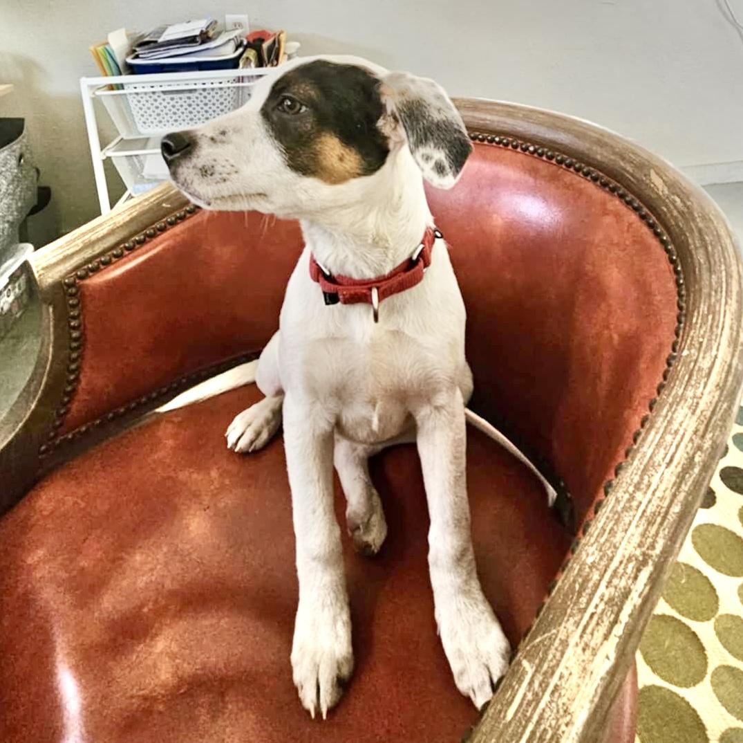 Enlarge Persy, a Adoptable mixed breed in Seattle, WA image 5/6