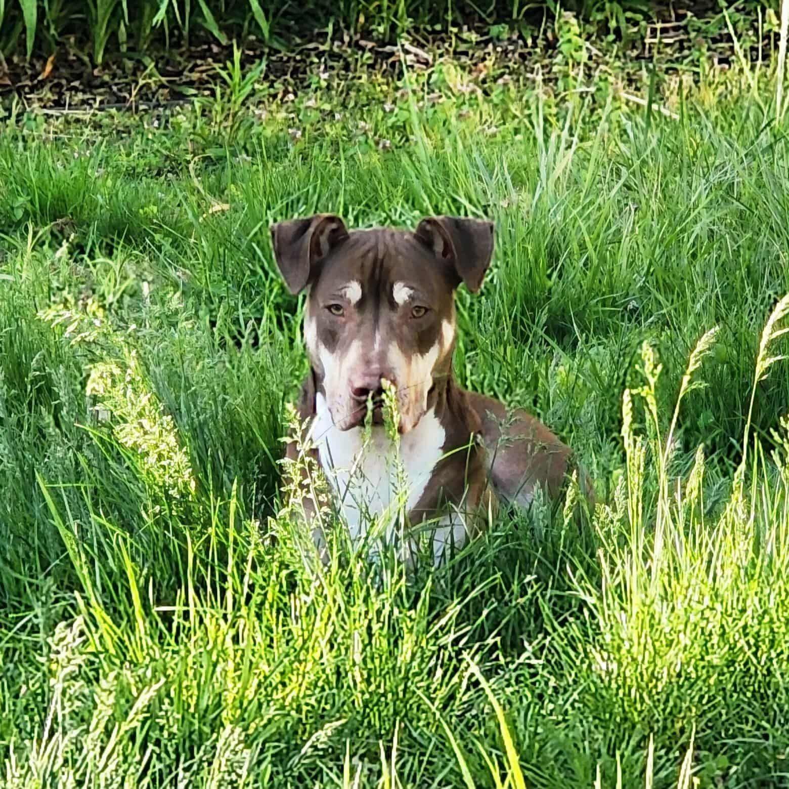 Kelce, Adoptable, Adult Male Pit Bull Terrier.