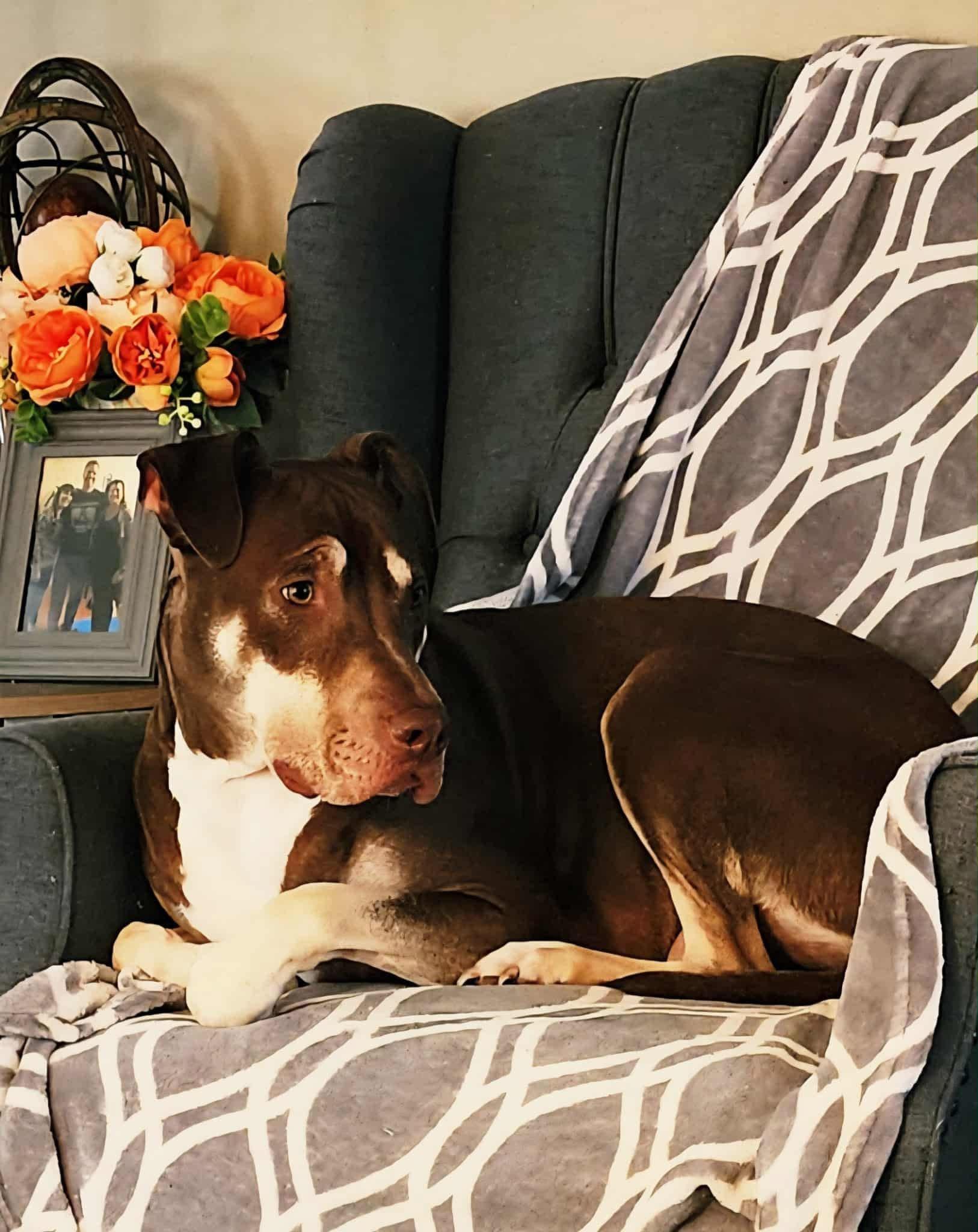 Enlarge Kelce, a Adoptable mixed breed in Farmingdale, NJ image 3/6