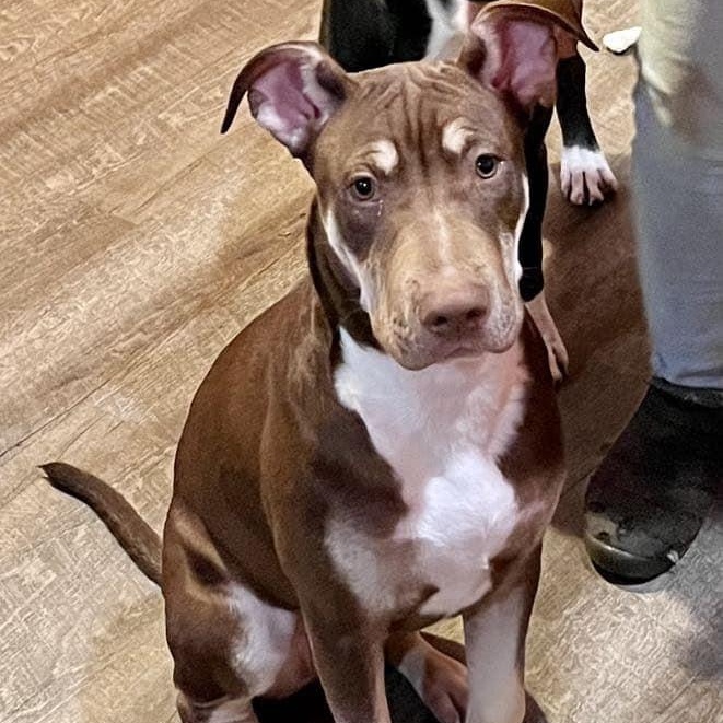 Enlarge Kelce, a Adoptable mixed breed in Farmingdale, NJ image 2/6