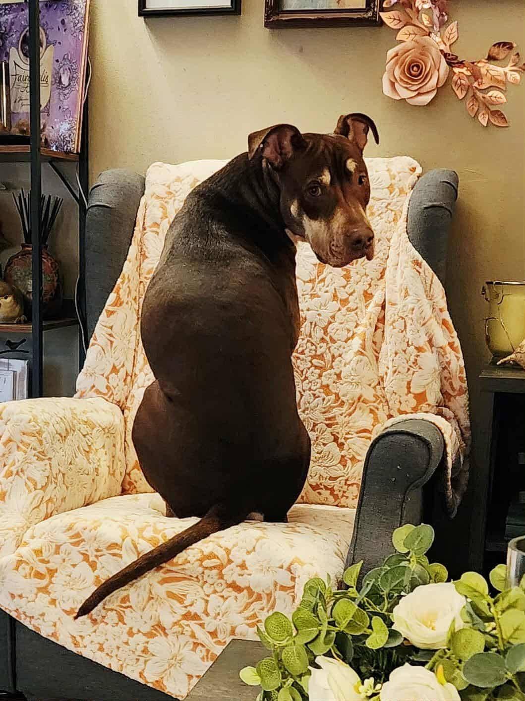 Enlarge Kelce, a Adoptable mixed breed in Farmingdale, NJ image 6/6