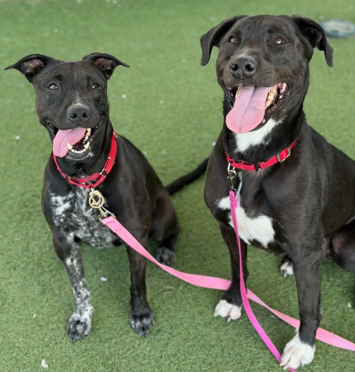 Enlarge Jill, a Adoptable Mixed Breed in Fruit Heights, UT image 1/6