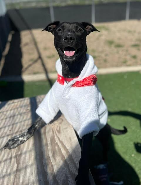 Enlarge Jill, a Adoptable Mixed Breed in Fruit Heights, UT image 2/6