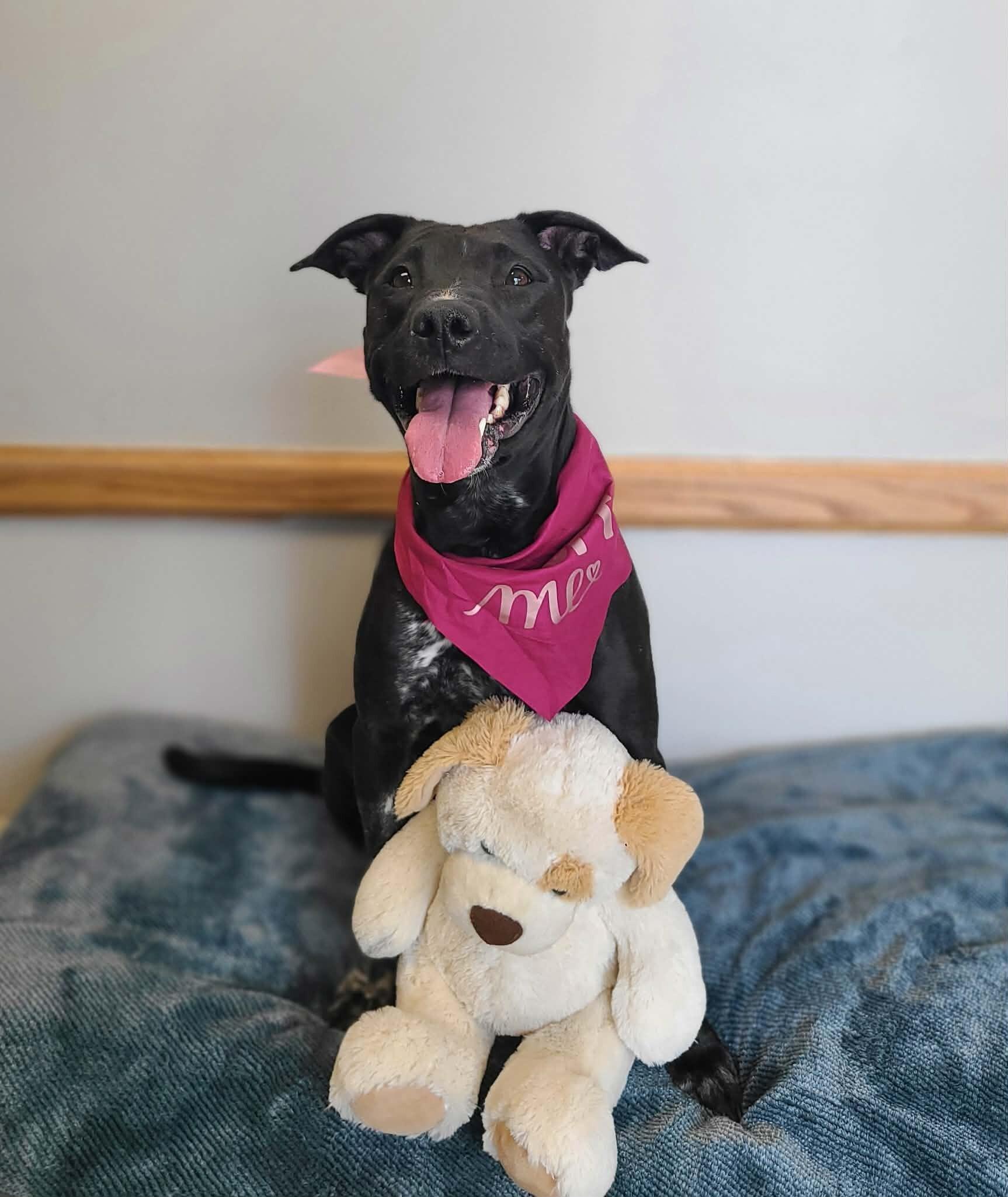 Enlarge Jill, a Adoptable Mixed Breed in Fruit Heights, UT image 3/6