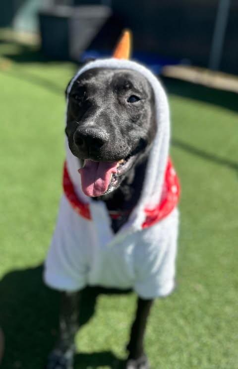 Enlarge Jill, a Adoptable Mixed Breed in Fruit Heights, UT image 4/6