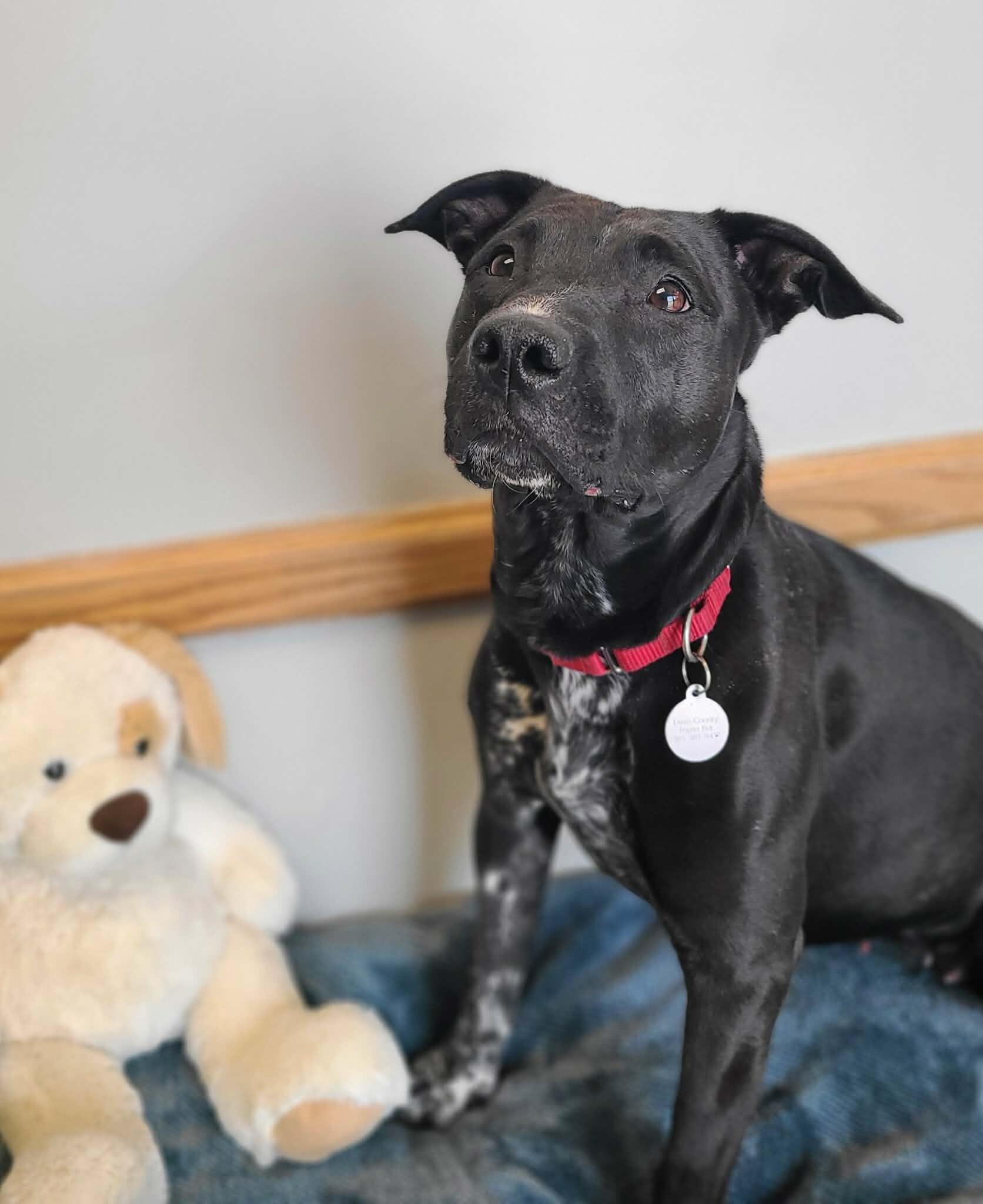 Enlarge Jill, a Adoptable Mixed Breed in Fruit Heights, UT image 5/6